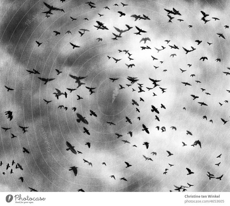 Rabenvögel auf dem Heimflug, sie waren | am Arsch der Welt fliegen bedrohlich düster grau Vogelschwarm Dämmerung Krähen Himmel Schwarm Vogelflug Wildtier Vögel