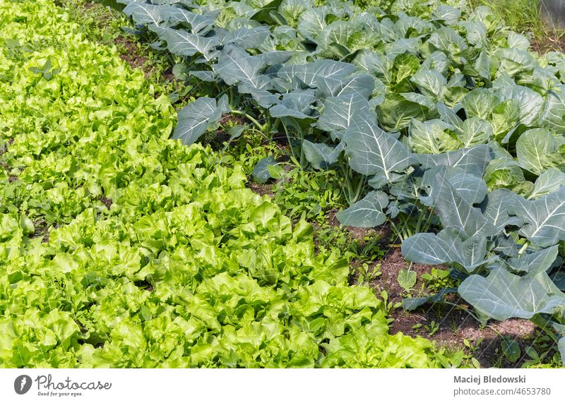 Biologischer Anbau von grünem Blattgemüse, selektiver Schwerpunkt. Bauernhof organisch Gesundheit Gemüse Salat natürlich Feld Ackerbau Ernte Lebensmittel frisch