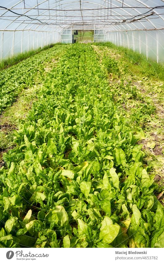 Bio-Gemüse, das in einem Polytunnel angebaut wird. Pflanze Ackerbau wachsen Gartenarbeit Grün Keimling Bauernhof Lebensmittel organisch Gewächshaus natürlich