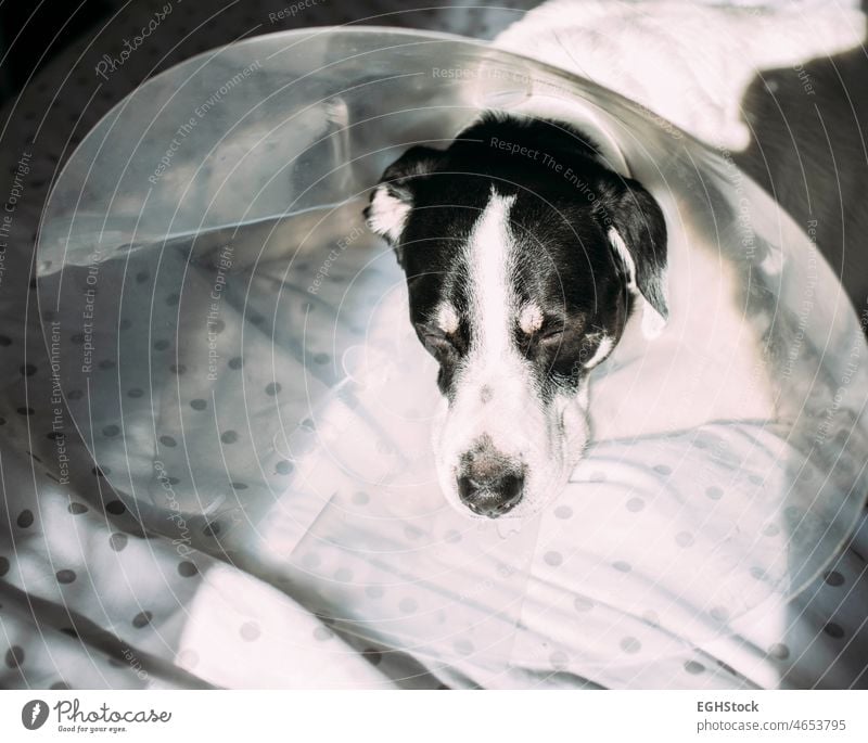 Kranker Labradorhund mit elisabethanischer Halskrause nach chirurgischem Eingriff im Bett liegend Tier Polster Eckzahn Pflege Kragen Zapfen Hund Hündchen