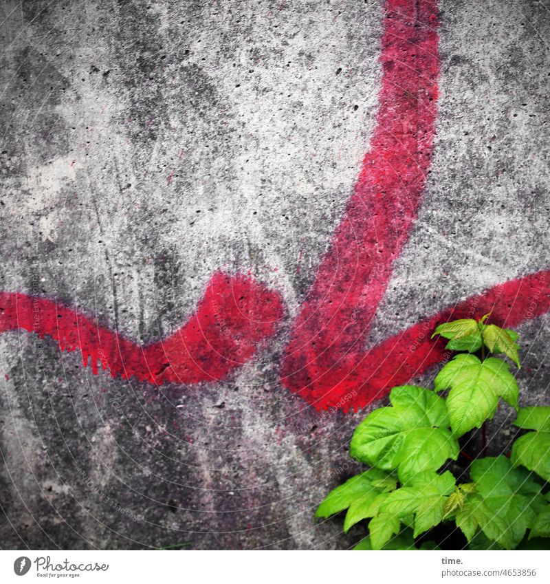 Kraftquelle mauer grafitti pflanze rot grün grau überleben lebenszeichen wand beton abgeschabt alt trashig wachsen wachstum leuchten natur kraft