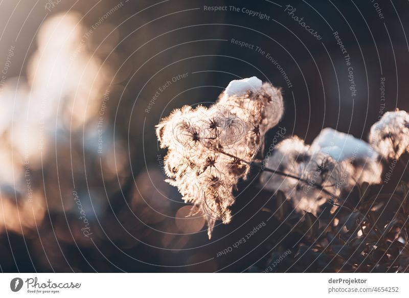 Schneebedeckte Pflanze im Winter im Gegenlicht außergewöhnlich ästhetisch Kontrast Licht Morgen Menschenleer Textfreiraum Mitte Textfreiraum oben