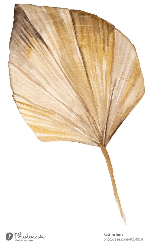 Aquarell getrocknetes Palmenblatt, tropische böhmische Illustration botanisch Dekoration & Verzierung exotisch Laubwerk handgezeichnet vereinzelt Ornament