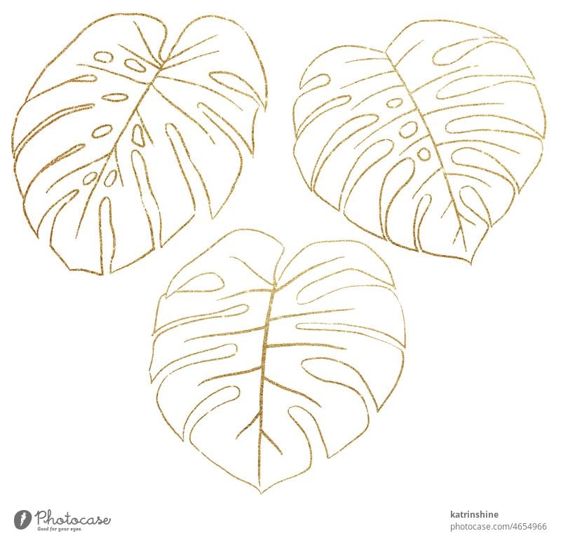 Golden Outlines tropischen monstera Blätter Illustration botanisch Dekoration & Verzierung exotisch Laubwerk handgezeichnet vereinzelt Ornament Umrisse Kulisse