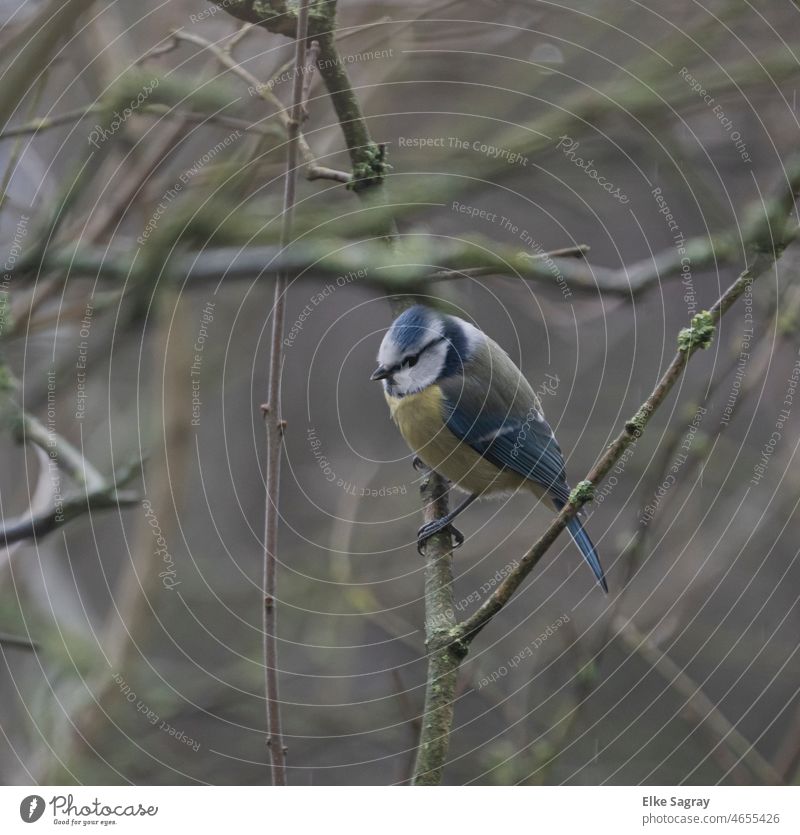Blaumeise  im Baum Vogel Außenaufnahme Tierporträt Menschenleer Meisen klein gelb