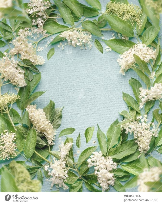 Rahmen aus weißen Holunderblüten und grünen Blättern auf blassblauem Hintergrund grüne Blätter kreisen Textfreiraum gemacht saisonbedingt Sommer Frühling