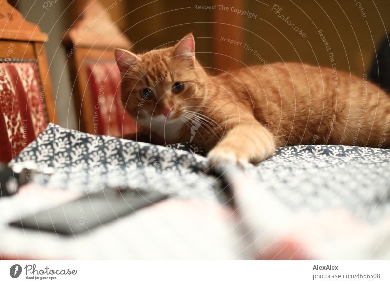 getigerter, roter Kater liegt auf einem Tisch mit Tischdecke und zieht mit der linken Pfote die Tischdecke in Falten. Katze Tier Haustier Fell Tischedecke Decke