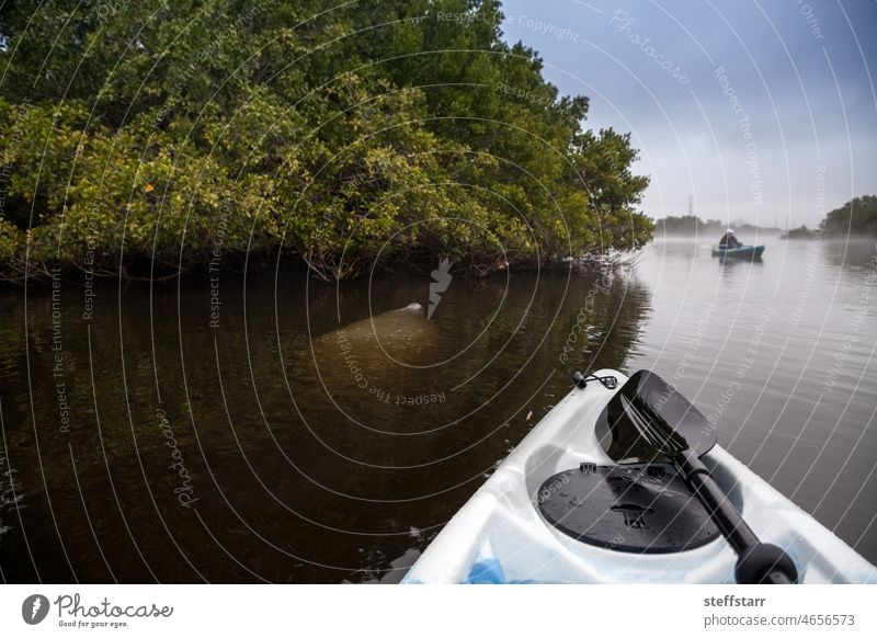 Seekuh Trichechus manatus schwimmt in einem nebligen Flusslauf in Fort Myers Nebel Säugetier Natur Tier schwimmen Westindische Seekuh Florida-Seekuh gefährdet