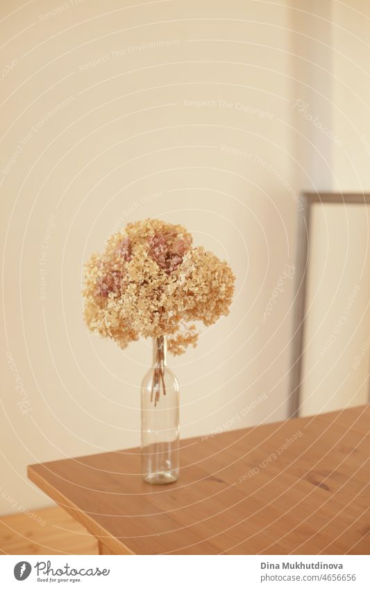 Trockene Hortensienblüten in neutralen Farben auf einem Tisch im Wohnzimmer zu Hause. Apartment Dekor im minimalistischen Stil mit weichen warmen sonnigen Licht.