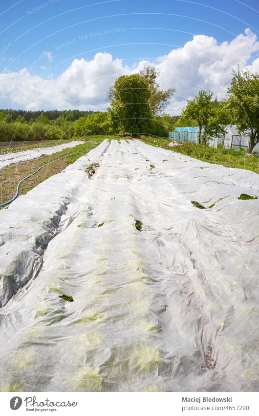Öko-Bauernhof mit Agrotextil-Vlies, das die Pflanzen bedeckt, Fokus auf den Vordergrund. organisch Gemüse Ackerbau Keimling Vliesstoff ländlich Deckung Feld