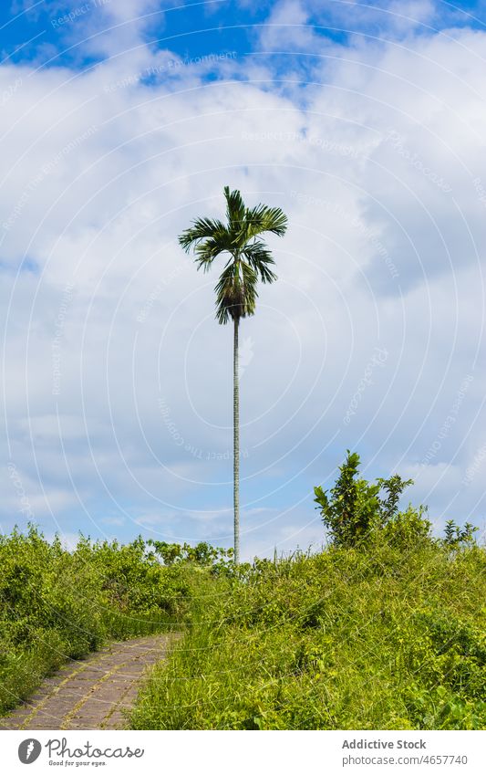 Hohe Palme inmitten von Gras in den Tropen Handfläche Baum exotisch Pflanze Flora tropisch Natur wild wachsen Landschaft Weg Ast Umwelt Laufsteg grasbewachsen