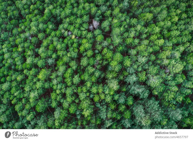 Drohnenansicht zwischen üppig grünen Bäumen Baum Pflanze Wald Wälder Waldgebiet Natur vegetieren wachsen Hain Wachstum Umwelt üppig (Wuchs) hoch malerisch Flora