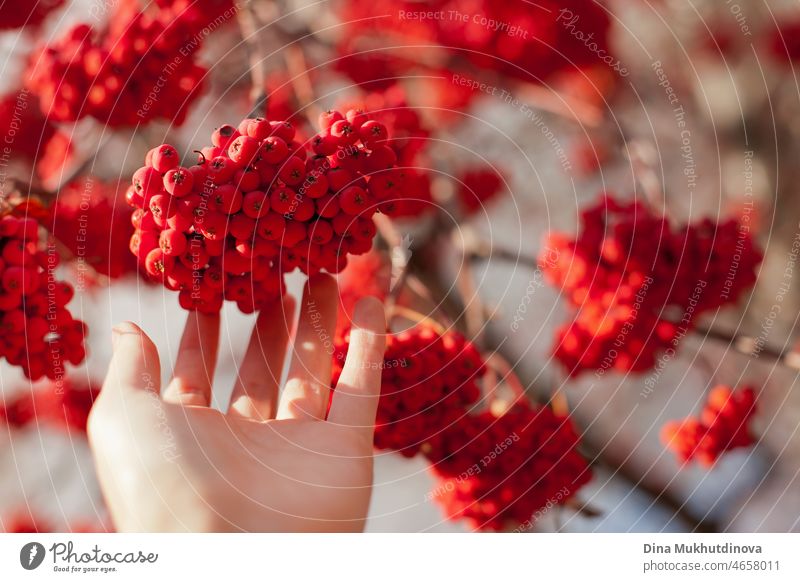 Eine Hand hält einen Strauß roter, reifer Vogelbeeren, die im Herbst an einem Vogelbeerbaum hängen. Rote Beeren ernten. Laubwerk natürlich Stil Vegetarier Diät