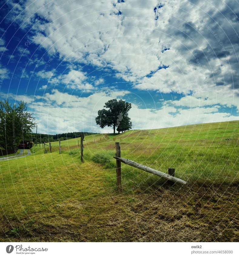 Weideland Wiese Koppel Himmel Wolken Horizont Weg Gras Umwelt Natur Landschaft Laubbaum Pflanze stehen friedlich Kontrast Menschenleer Idylle ruhig Farbfoto