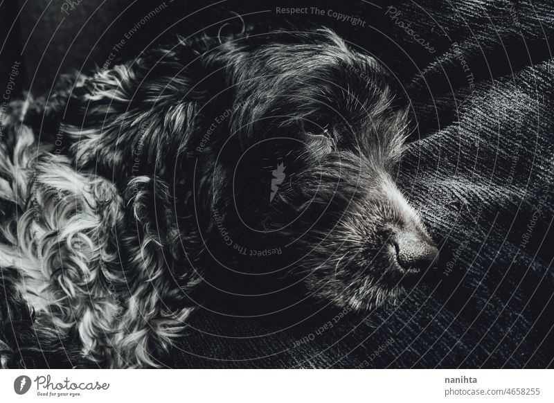 Schönes Porträt eines schwarz-weißen Cockerspaniels Hund Haustier Cockerspaniel auf Englisch Liebe schließen abschließen Nahaufnahme weich fluffig haarig pelzig
