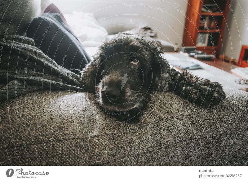 Schönes Porträt eines schwarz-weißen Cockerspaniels Hund Haustier Cockerspaniel auf Englisch Liebe schließen abschließen Nahaufnahme weich fluffig haarig pelzig