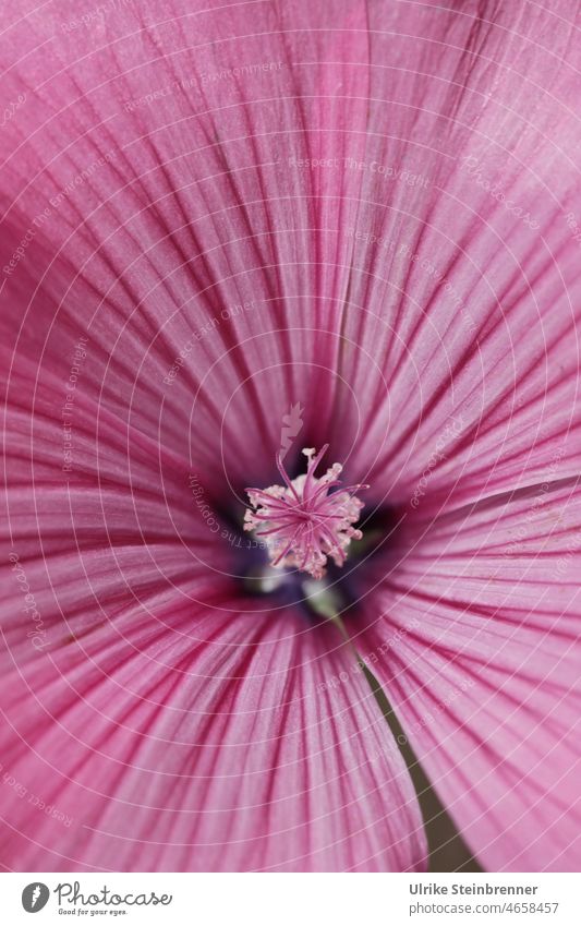 Fruchtknoten einer Malvenblüte Blüte Blume Pflanze Detail Nahaufnahme Rosa Streifen Blütenstempel Blütenkelch zart malvaceae Makroaufnahme Natur ästhetisch