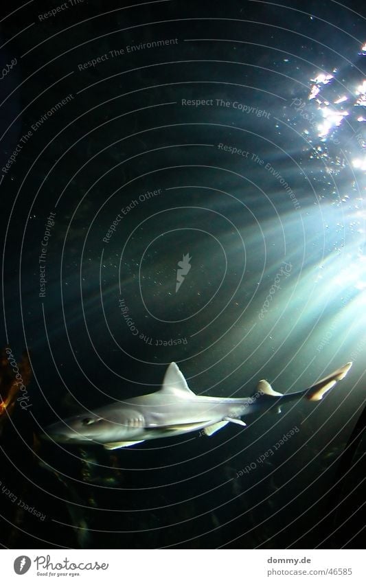 Hai Haifisch Lebewesen grün schwarz grau gefährlich Schwanz Licht Wasser Leben bedrohlich König Auge Schwimmhilfe Strahlung Schwimmen & Baden