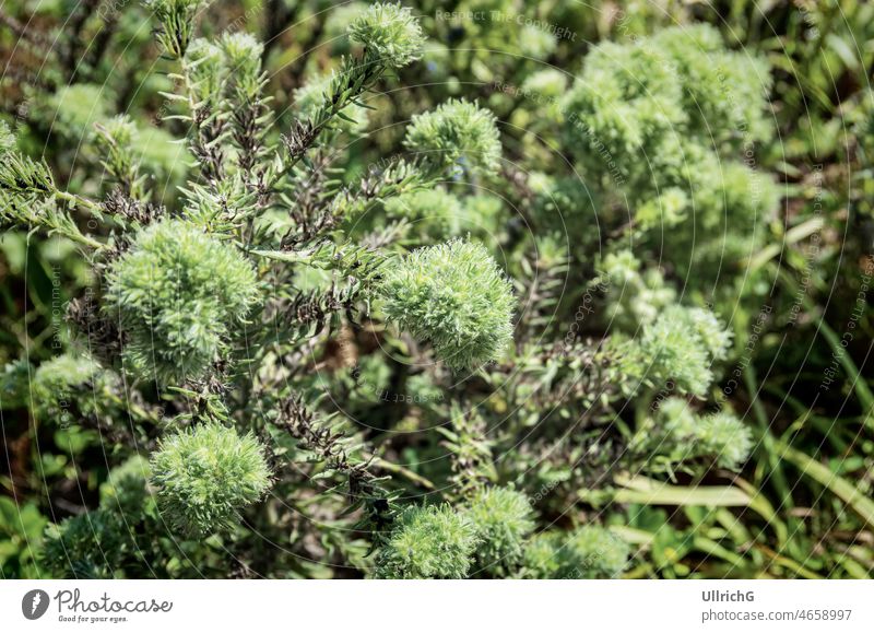 Hintergrund einer wildwachsenden Pflanze mit grünen wuschligen Bollen. Vegetation Muster Struktur abstrakt sehr wenige organisch natürlich Umwelt Garten Wegrand