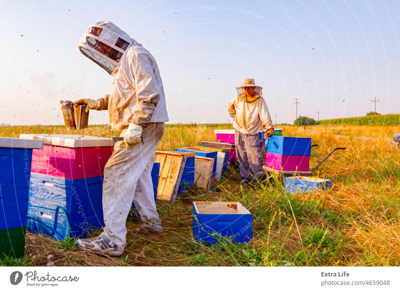 Zwei Imker kontrollieren die Bienen auf einem Holzrahmen mit Waben Ackerbau Bienenkorb Bienenzucht Bienenhüter Bienenstock Bienenwachs Wanze Verschlussdeckel