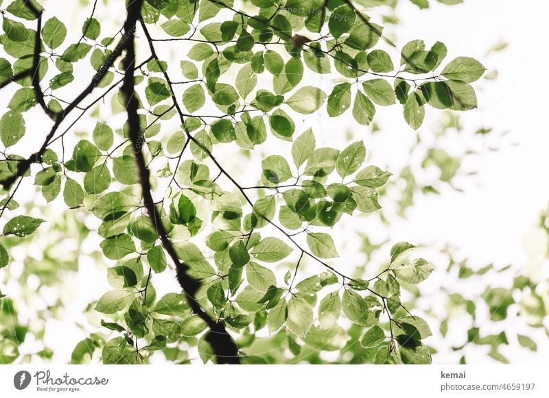 Blattwerk grün wachsen oben Natur Pflanze natürlich Farbfoto frisch Buche Buchenblatt viele