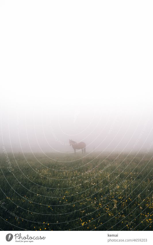 Pferd im Nebel Natur Wiese Koppel Blume Gras stehen schauen Weide Menschenleer Tier Landschaft Weißraum grün gelb blühen weiß