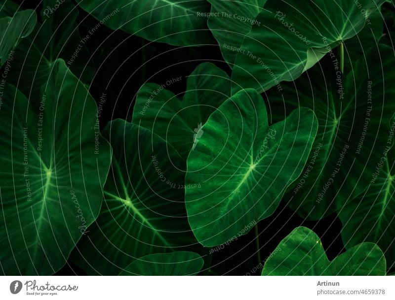 Closeup grüne Blätter von Elefantenohr im Garten. Grünes Blatt Textur für Gesundheit und Spa Hintergrund. Grüne Blätter auf dunklem Hintergrund. Greenery Tapete. Botanischer Garten. Natur abstrakt. Organische Pflanze.
