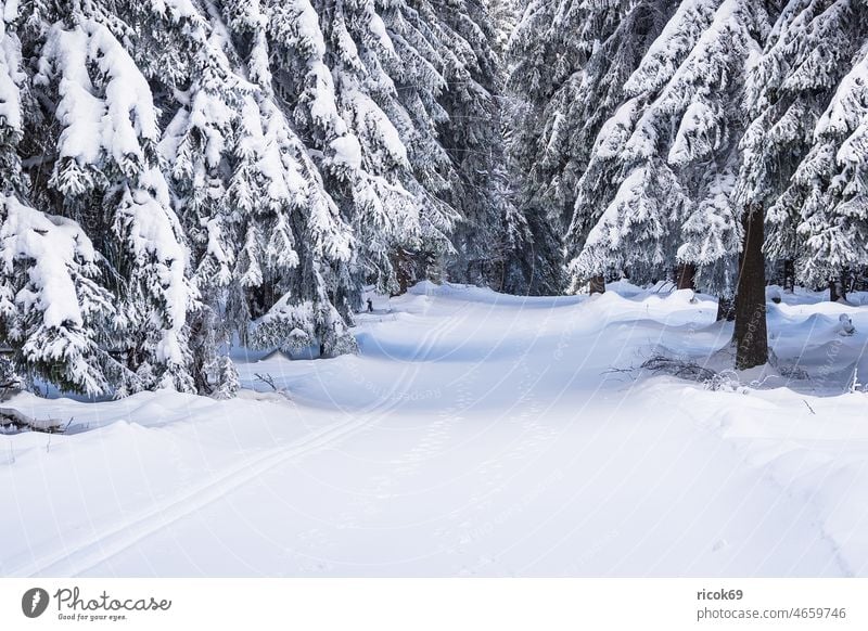 Landschaft im Winter im Thüringer Wald in der Nähe von Schmiedefeld am Rennsteig Schnee Thüringen Baum Natur Loipe weiß Frost kalt Urlaub Reise Gebirge Berge