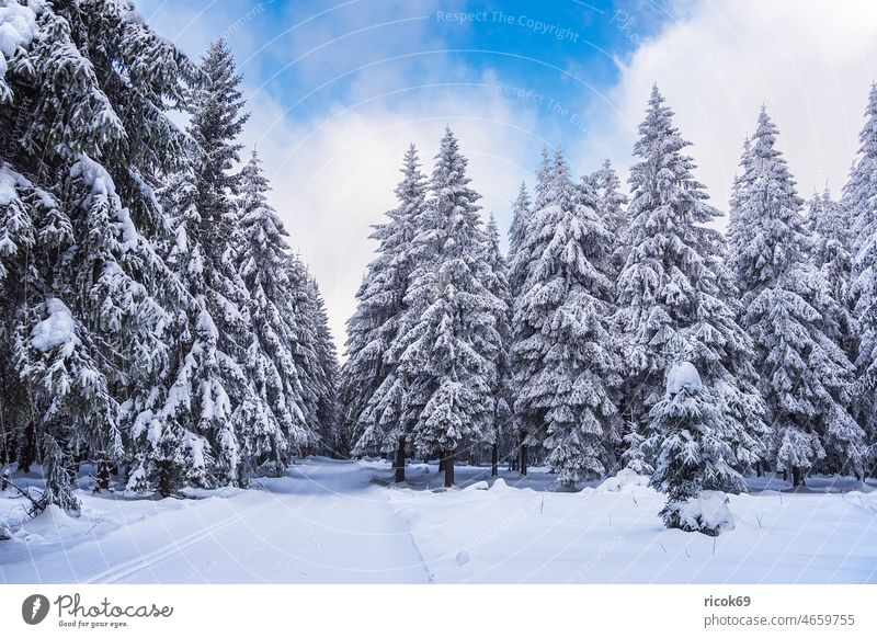 Landschaft im Winter im Thüringer Wald in der Nähe von Schmiedefeld am Rennsteig Schnee Thüringen Baum Natur Himmel Wolken blau weiß Frost kalt Urlaub Reise