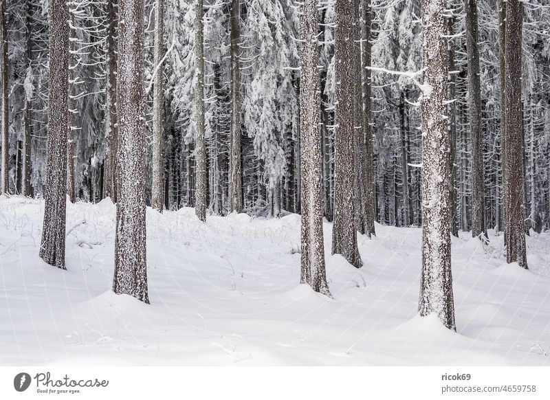 Landschaft im Winter im Thüringer Wald in der Nähe von Schmiedefeld am Rennsteig Schnee Thüringen Baum Natur weiß Frost kalt Urlaub Reise Gebirge Berge