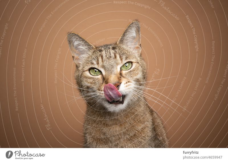 hungrige Katze leckt sich die Lippen, schaut in die Kamera und wartet auf Futter Ein Tier katzenhaft Fell häusliche Kurzhaar Tabby im Innenbereich
