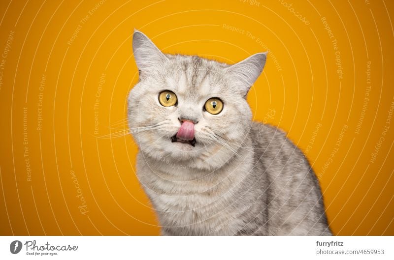 flauschige Britisch-Kurzhaar-Katze wartet hungrig auf Futter und leckt sich die Lippen Ein Tier katzenhaft fluffig Fell britische Kurzhaarkatze Rassekatze