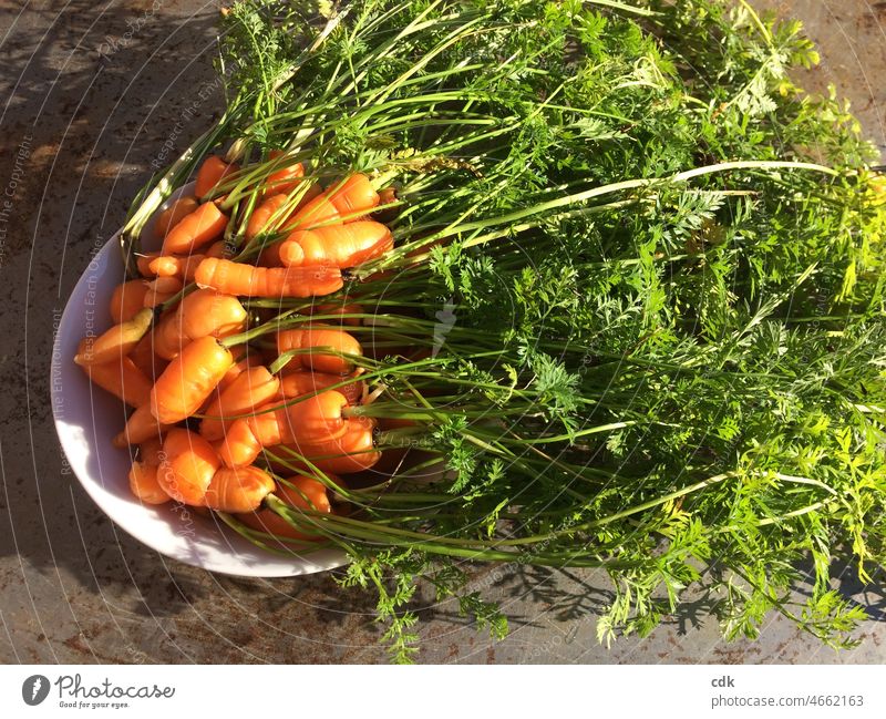 junges Gemüse Karotten Karottenernte orange grün Schüssel frisch geernet gesund Bundmöhren Möhren Essen Nahrung Nahrungsmittel Hobby Bio-Anbau Miniaturausgaben