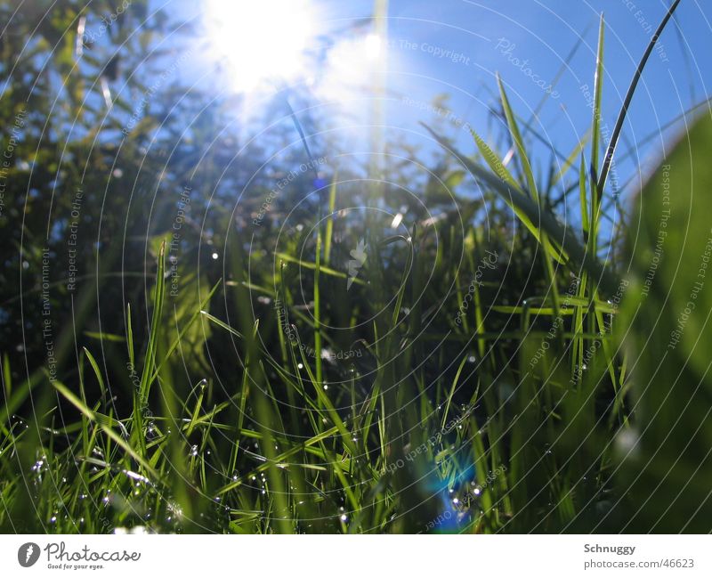 Saftiges Gras Wiese saftig frisch Makroaufnahme Froschperspektive Leben lebendigket Reflexion & Spiegelung
