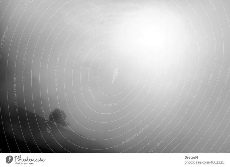 Blickdicht Nebel Schwarzweißfoto monochrom Baum Licht Gegenlicht Kontrast