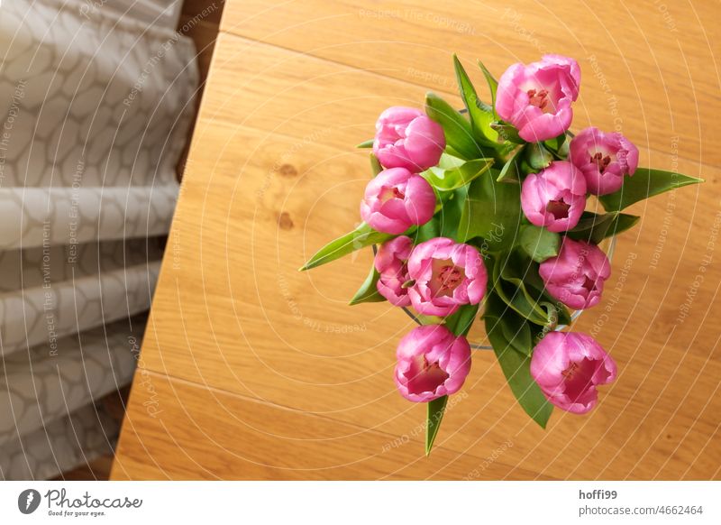 lila Tulpen in einer Vase auf einem Tisch mit Vorhang von oben Draufsicht lilarosa Vase mit Blumen Frühling Blumenstrauß Blüte grün Blühend Innenaufnahme