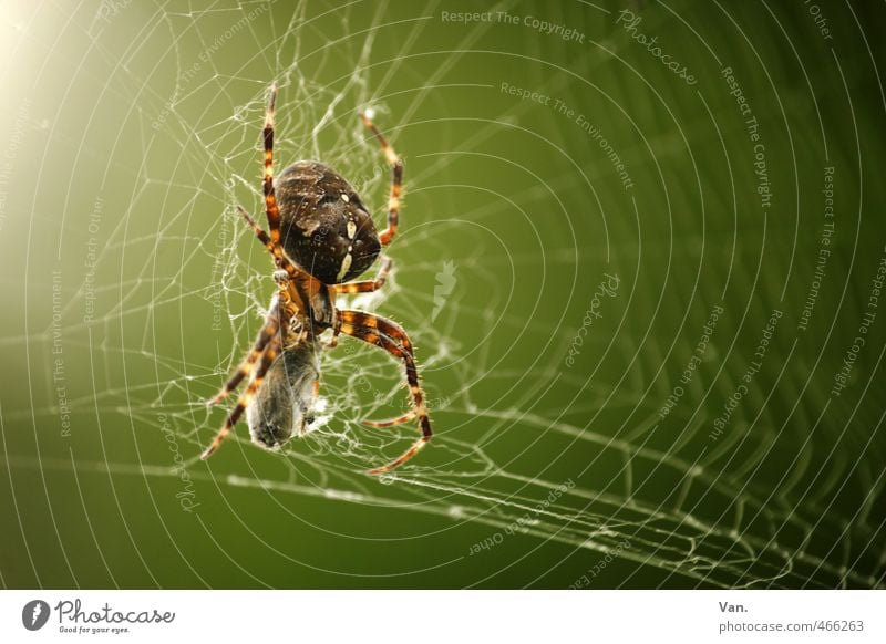 Ja, spinn' ich?! Natur Tier Sommer Garten Wildtier Spinne Insekt 1 Fressen Jagd grün Farbfoto mehrfarbig Außenaufnahme Nahaufnahme Menschenleer Tag Sonnenlicht