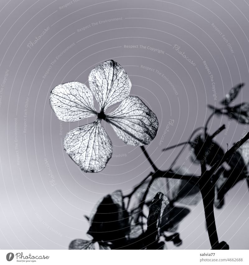 verblühte Hortensienblüte Vergänglichkeit Schwarzweißfoto Pflanze Blüte Makroaufnahme Natur Herbst filigran Blattadern Nahaufnahme Blume Gegenlicht Freisteller