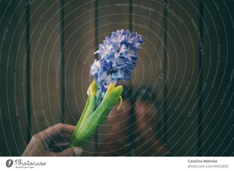 Frau hält eine Hyazinthe in der Hand Blume Frühling Pflanze Natur Farbfoto Nahaufnahme Blüte Blühend Menschenleer Schwache Tiefenschärfe Detailaufnahme