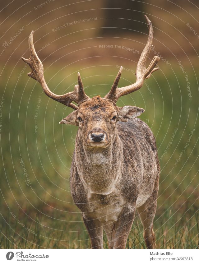 Hirsch mit großem Geweih schaut in die Kamera ländlich Wald herbstlich Hörner Umweltfreundlich Wiese freilebend Edelhirsch Landschaft Tier braun Grün jagen