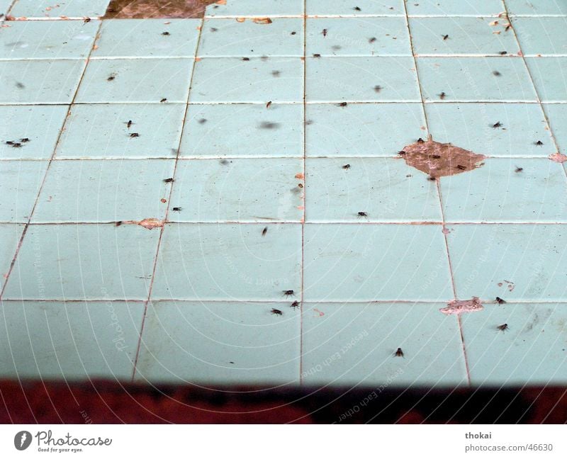 Unter der Dönertheke türkis rot Ekel unhygienisch Lebensmittel Lebensmittelkontrolle Sri Lanka Asien fliegen Fliesen u. Kacheln Fuge blau Ernährung