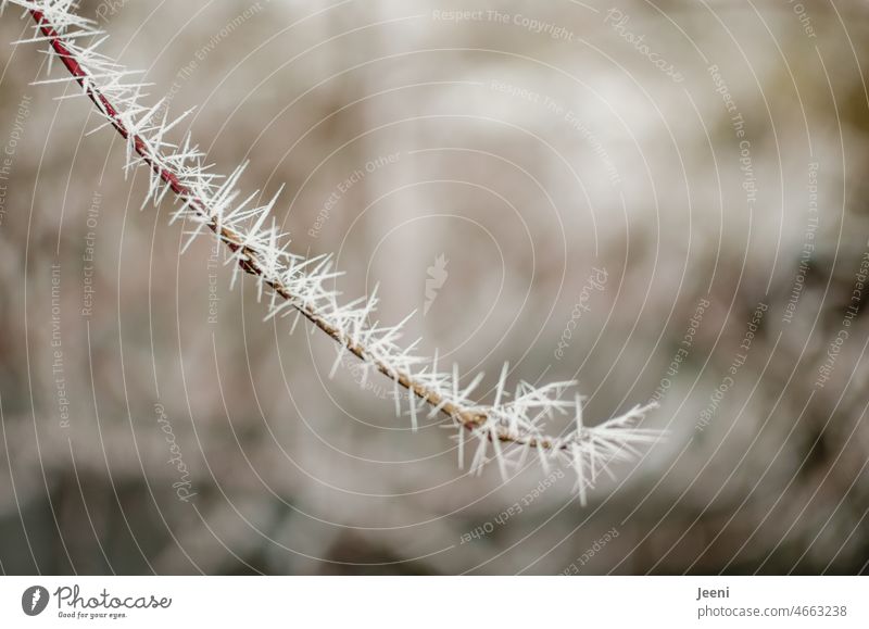Frostig Zweig Zweige u. Äste Eis frostig Eiskristall Eiskristalle Winter kalt Natur Schnee Pflanze Raureif weiß gefroren Ast Sträucher frieren