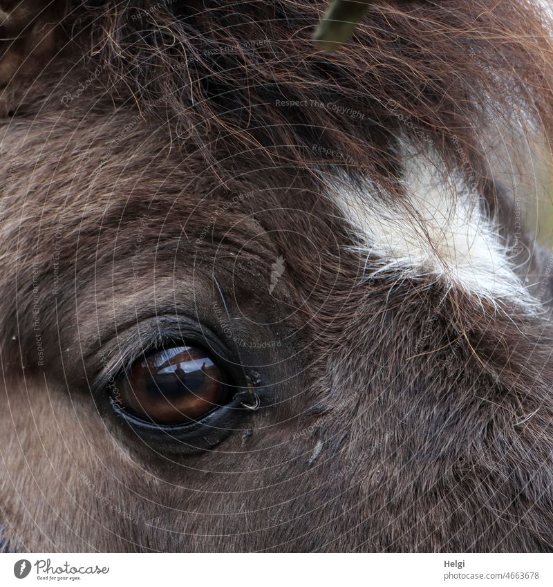 ich seh dich! - Detailaufnahme:  Auge eines Ponys und Stirn mit herzfömiger weißer Blesse Tier Fell braun Mähne Nahaufnahme Wimpern sehen Blick Tierporträt