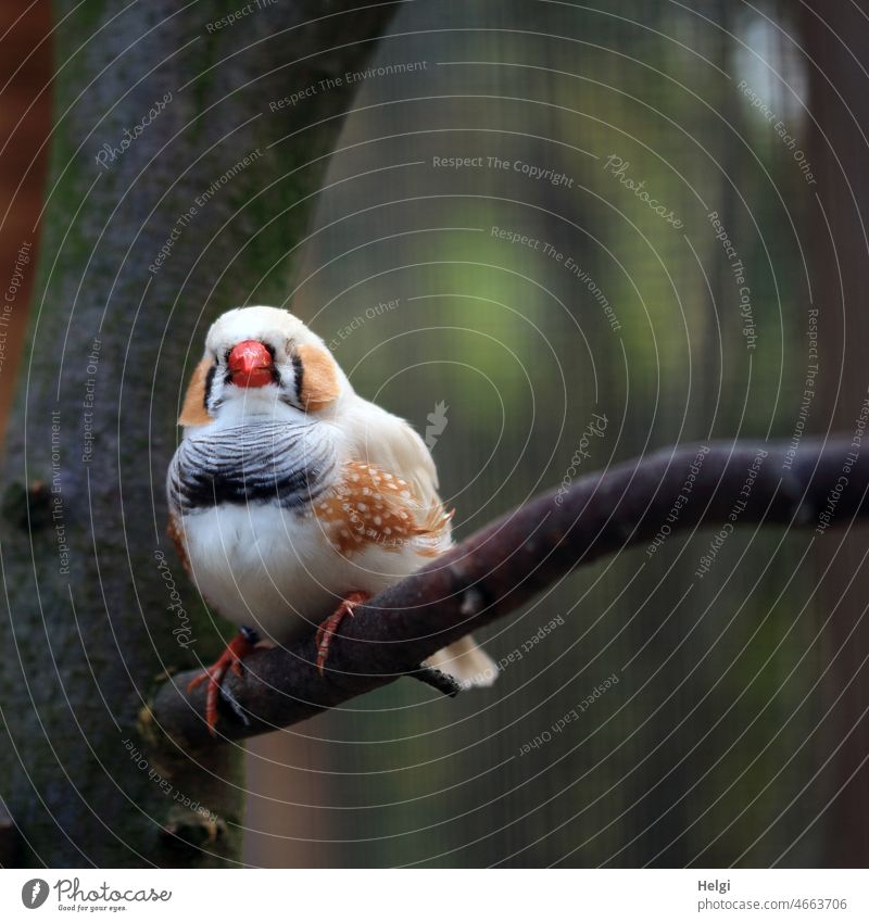 Nickerchen - hellfarbiger Zebrafink hält ein Schläfchen auf einem Zweig Vogel Prachtfink klein zierlich Ast Voliere schlafen außergewöhnlich Nahaufnahme weiß