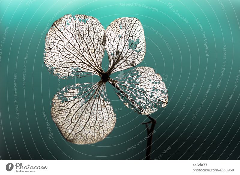 verblühten Hortensienblüte mit gut sichtbaren Blattadern Blüte Makroaufnahme Pflanze Natur Blume Vergänglichkeit Struktur Farbfoto Herbst Menschenleer