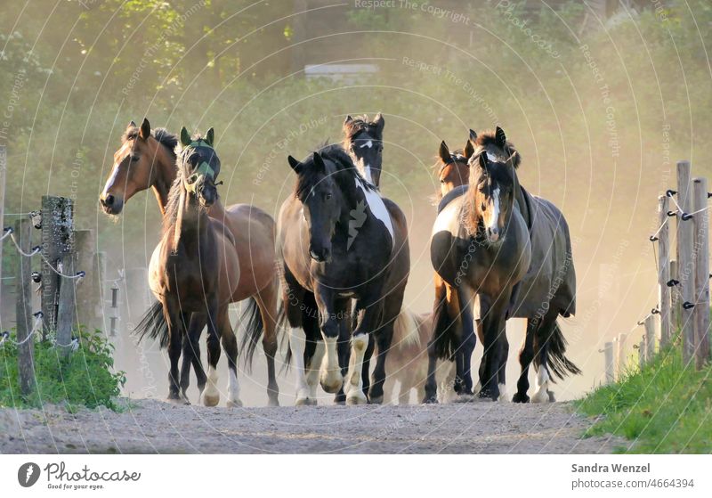 Pferde in der Morgensonne Pferdeherde Sommer Nebel Freiheit Freude Stimmung Koppel Tierhaltung artgerecht Auslauf Freilauf Weide Bewegung Schönheit