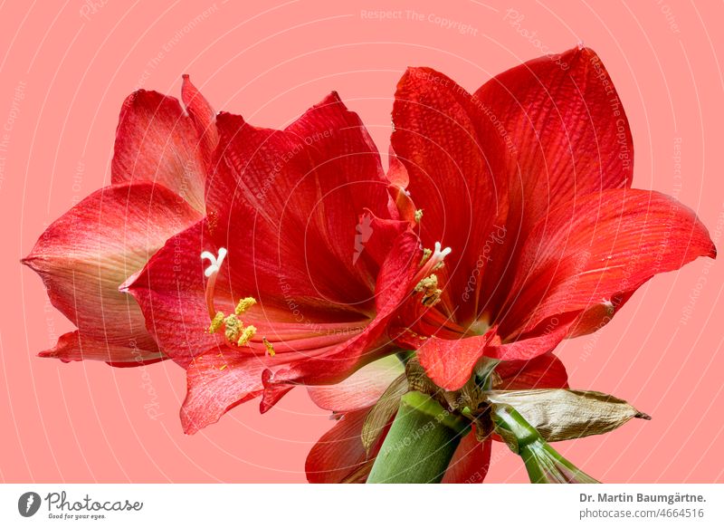Hippeastrumhybride, Ritterstern,  rote Blüten auf rosa Grund, durchgehend scharf Hybride Staubbeutel Stempel Blume Zwiebelblume Geophyt Zierblume aus Südamerika