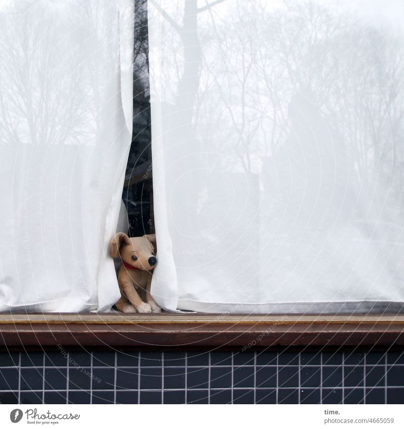 Sehhund Stofftier Hund fenster gardine glasscheibe Spiegelung tierportrait holzrahmen kacheln haus wand schauen beobachten gucken spielzeug deko