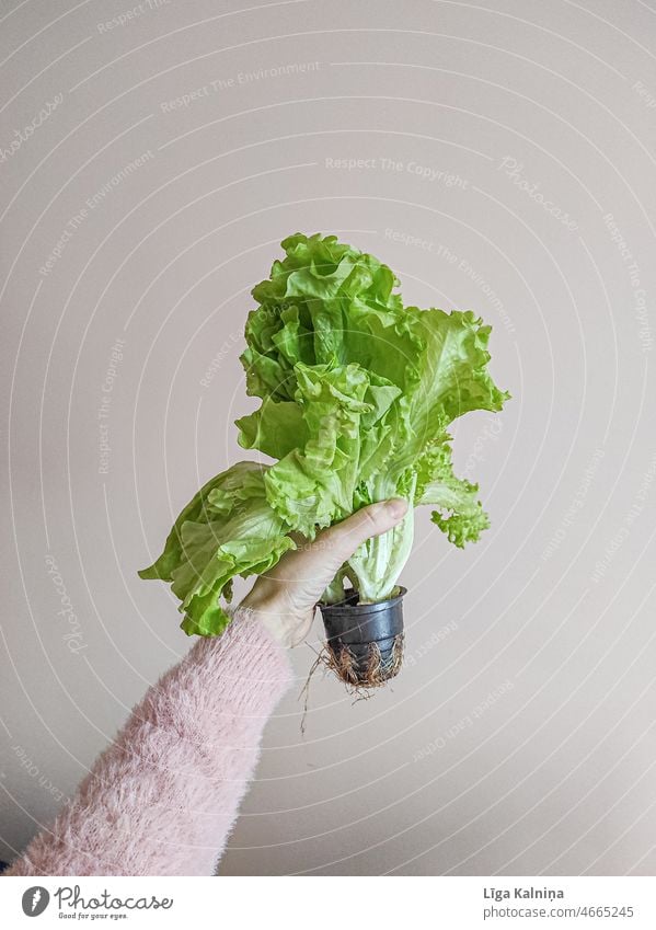 Hand mit grünem Salat im Topf Salatbeilage Bioprodukte Diät Ernährung Vegetarische Ernährung Gemüse frisch Vegane Ernährung Essen Mittagessen