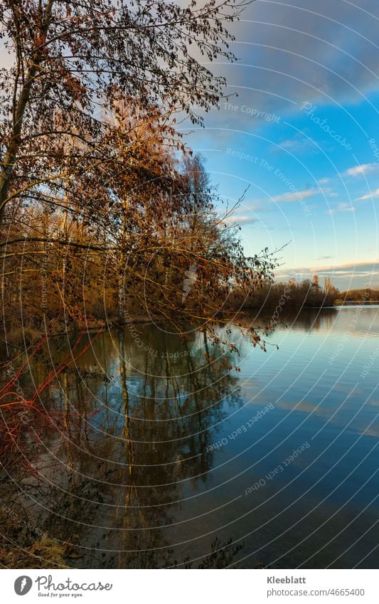Spiegelung im Wasser - noch kahle Bäume spiegeln sich im Wasser - Hochformat Frühjahr Silhouette Landschaft Reflexion & Spiegelung Sonnenlicht Winter